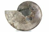 Cut & Polished Ammonite Fossil (Half) - Madagascar #362366-1